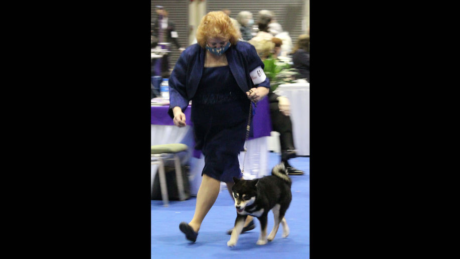 Tyler. GCh Rexann's Total Eclipse Of The Heart BCAT FDC ATT